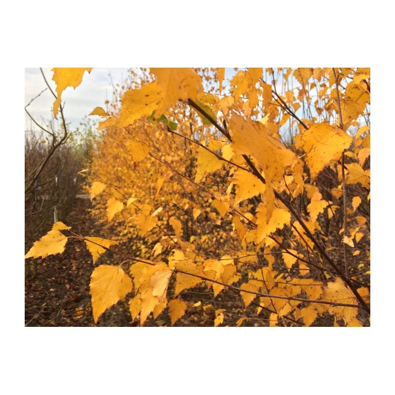 Betula Pendula