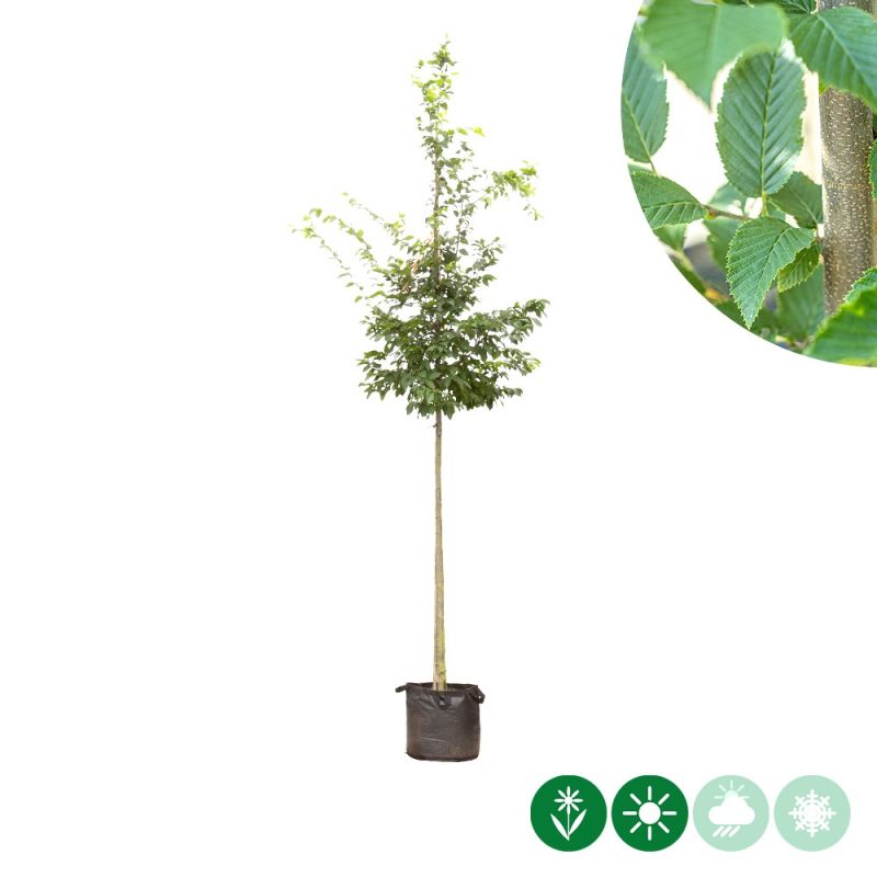 Carpinus betulus