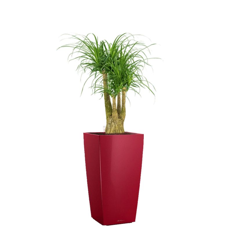 Beaucarnea in watergevende Cubico rood