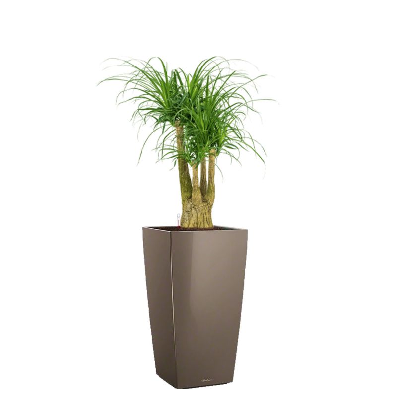 Beaucarnea in watergevende Cubico taupe