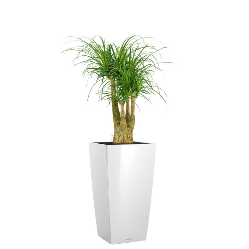 Beaucarnea in watergevende Cubico wit