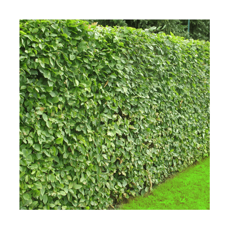 Fagus sylvatica - haag enkele rij