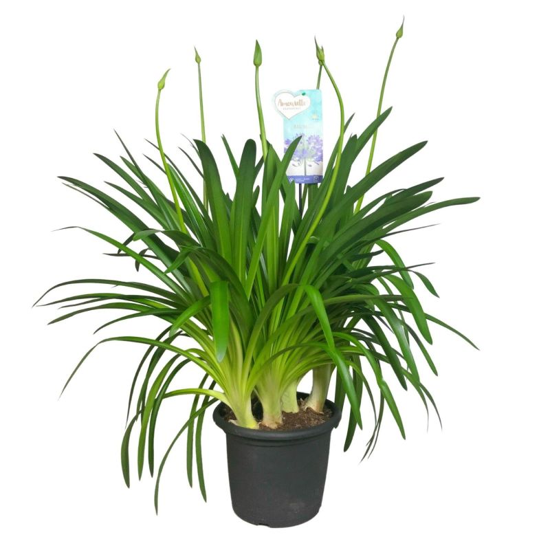 Agapanthus Big Blue