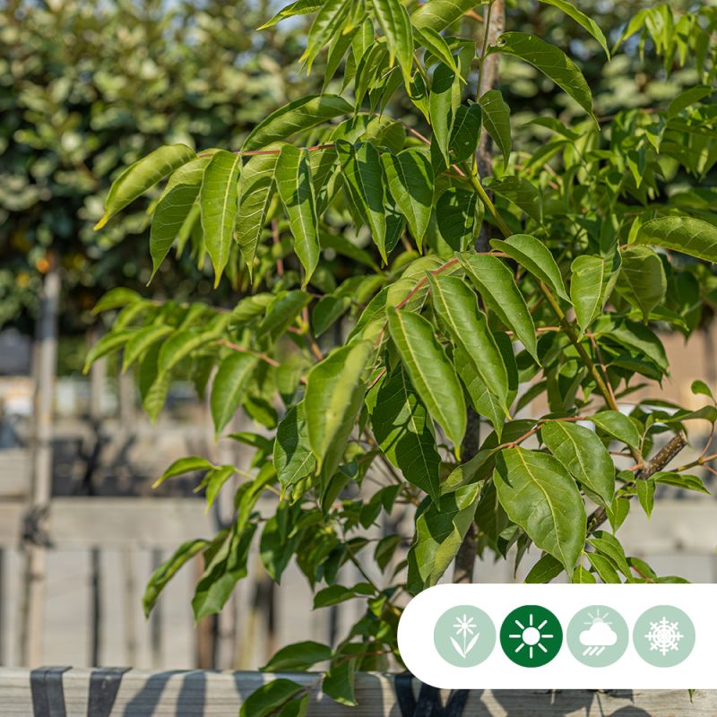 Tetradium daniellii - meerstammig