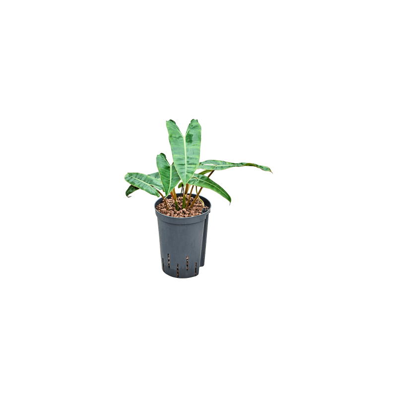 Philodendron billietiae