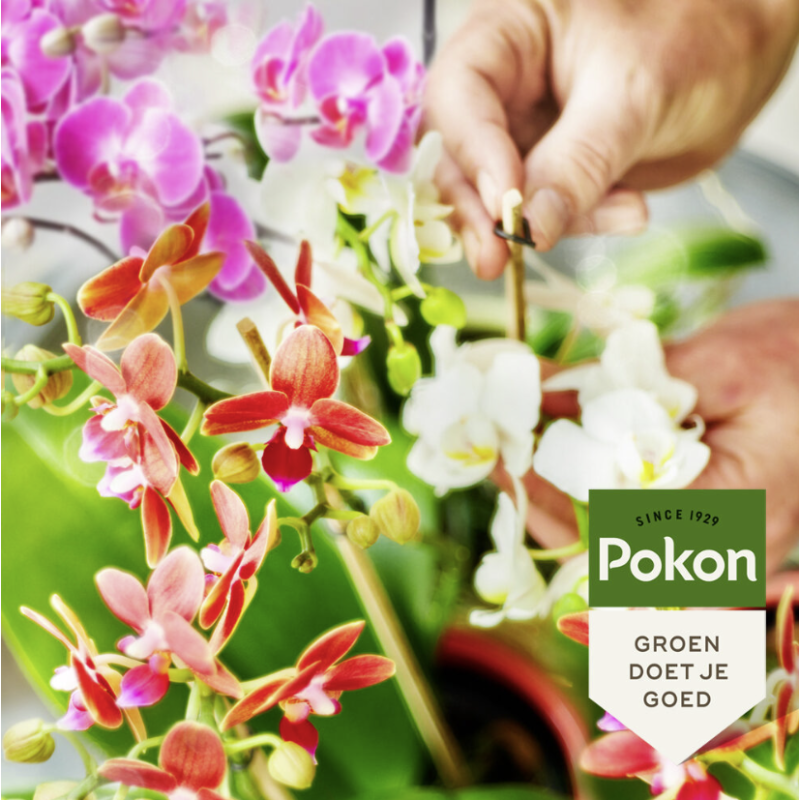 Bio voeding Orchidee