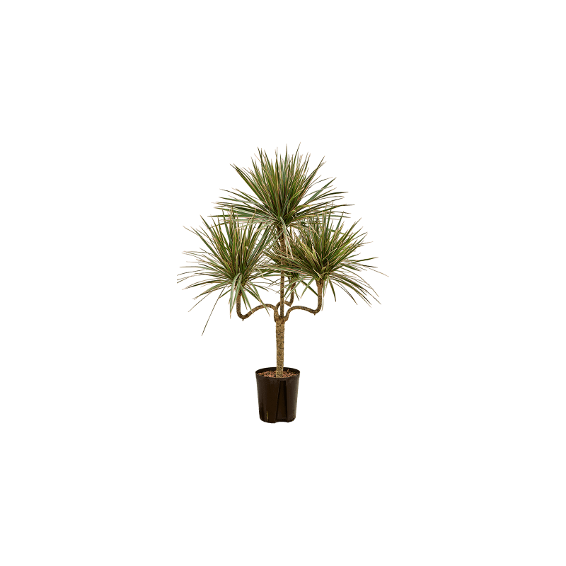 Dracaena marginata Bicolor kandelaar