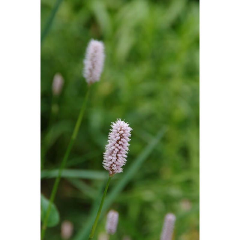 Persicaria bistorta - biologisch