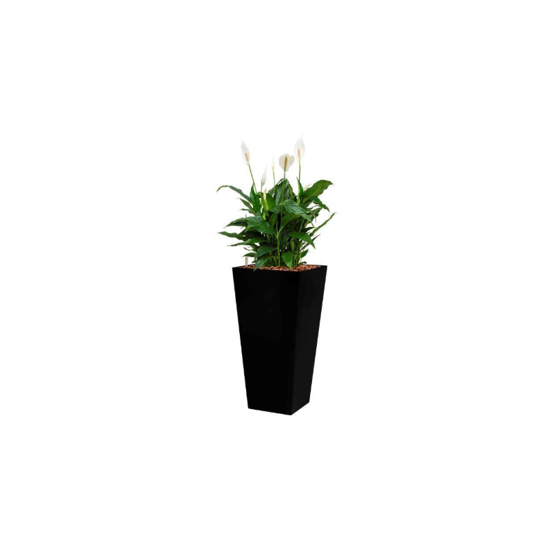 Spathiphyllum Mont Blanc hydrocultuur in Runner vierkant zwart