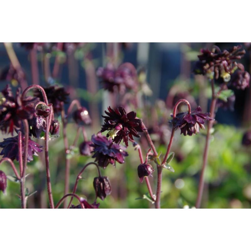 Aquilegia Black Barlow - biologisch