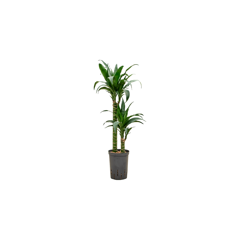 Dracaena Black Beauty 2-stam