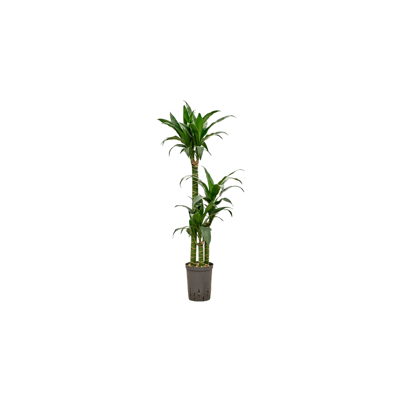 Dracaena Black Beauty 3-stam