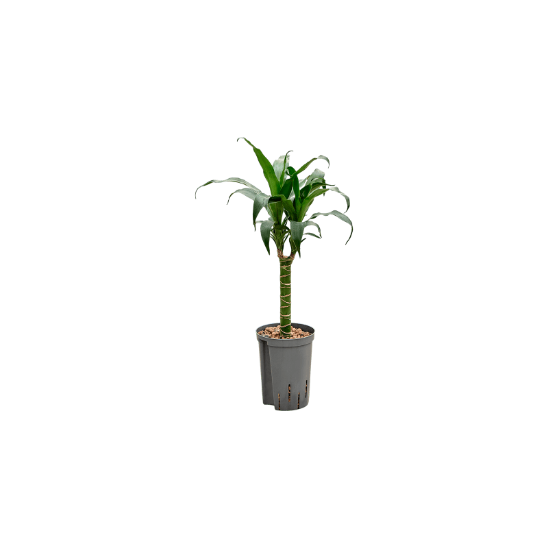 Dracaena Black Beauty