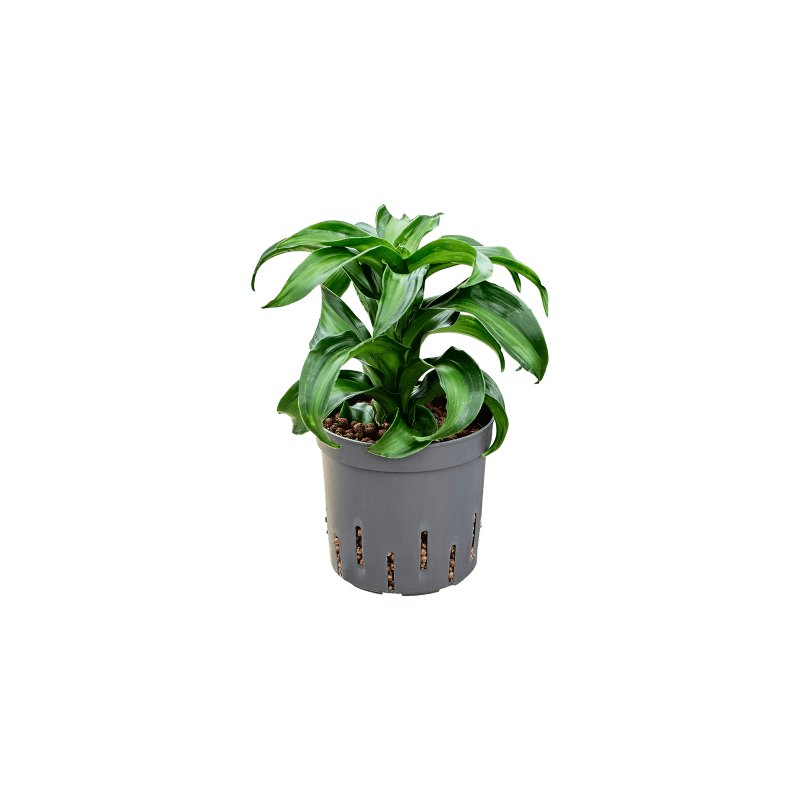 Dracaena Black Kanzi