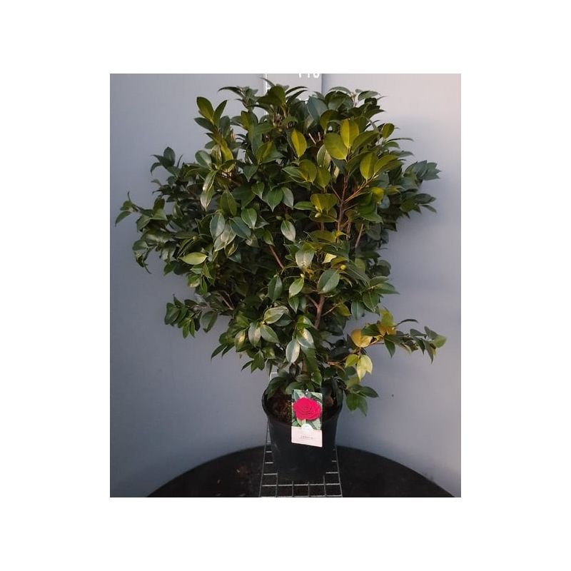 Camellia Black Lace