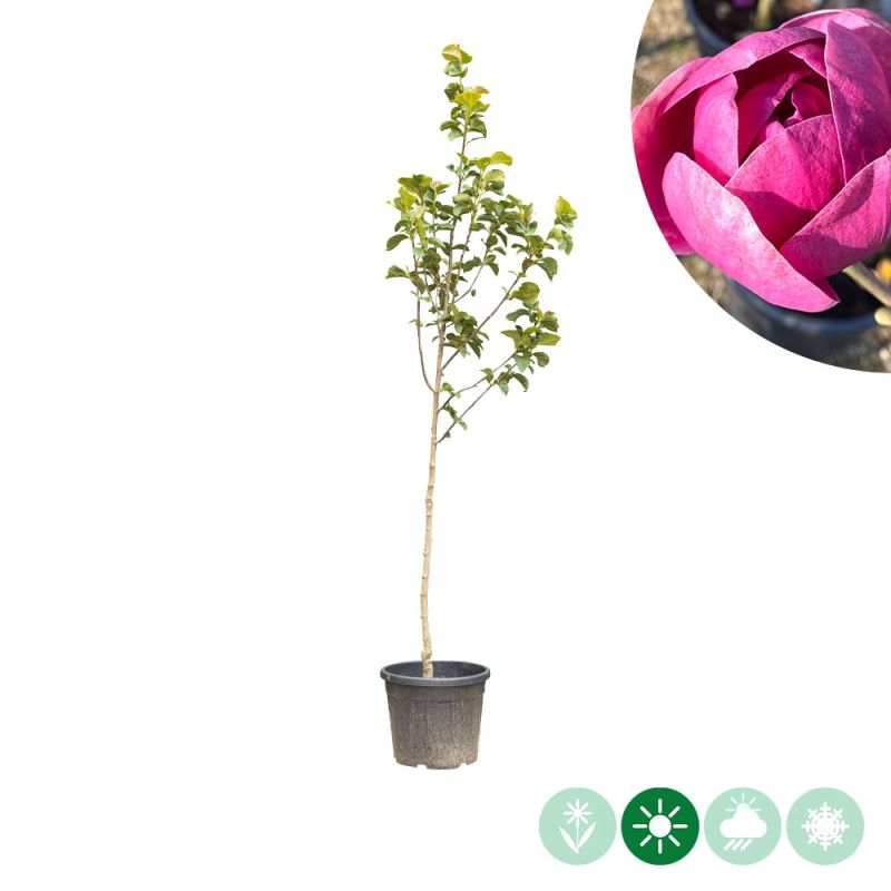 Magnolia Black Tulip