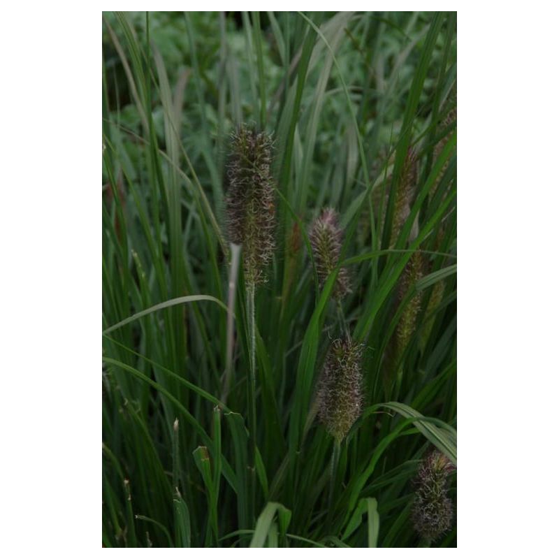 Pennisetum Black Alvernee 