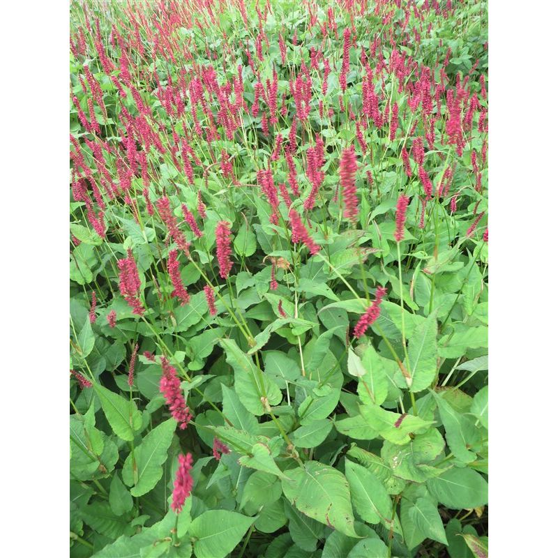 Persicaria amplex. 'Blackfield'