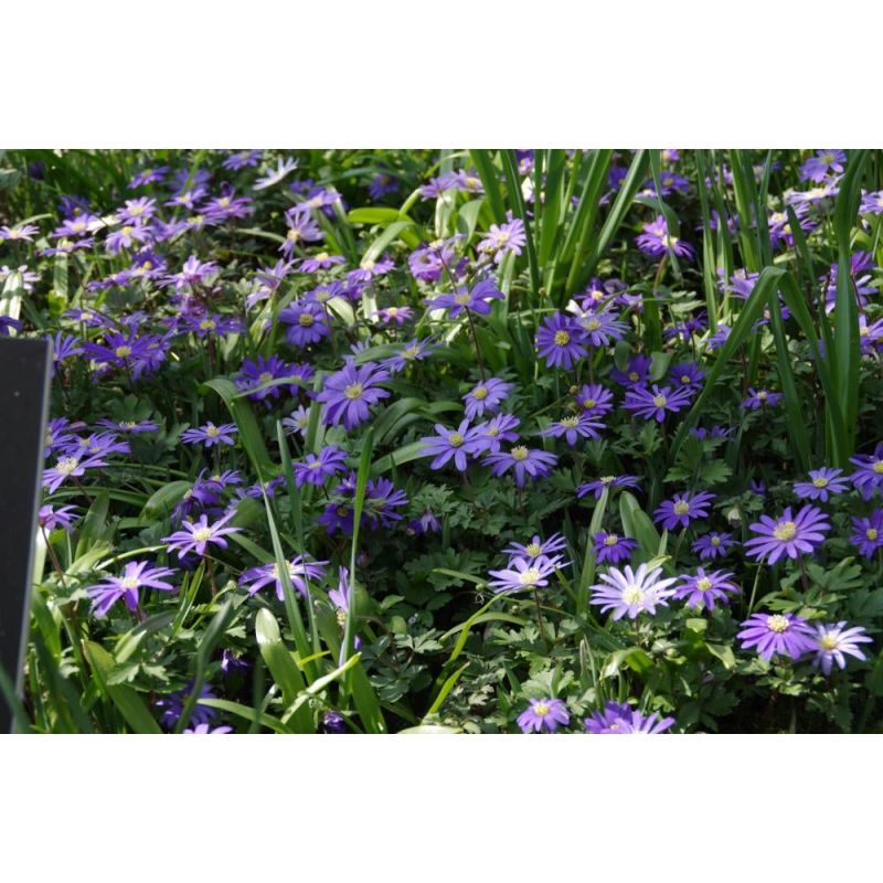 Anemone Blue Shades