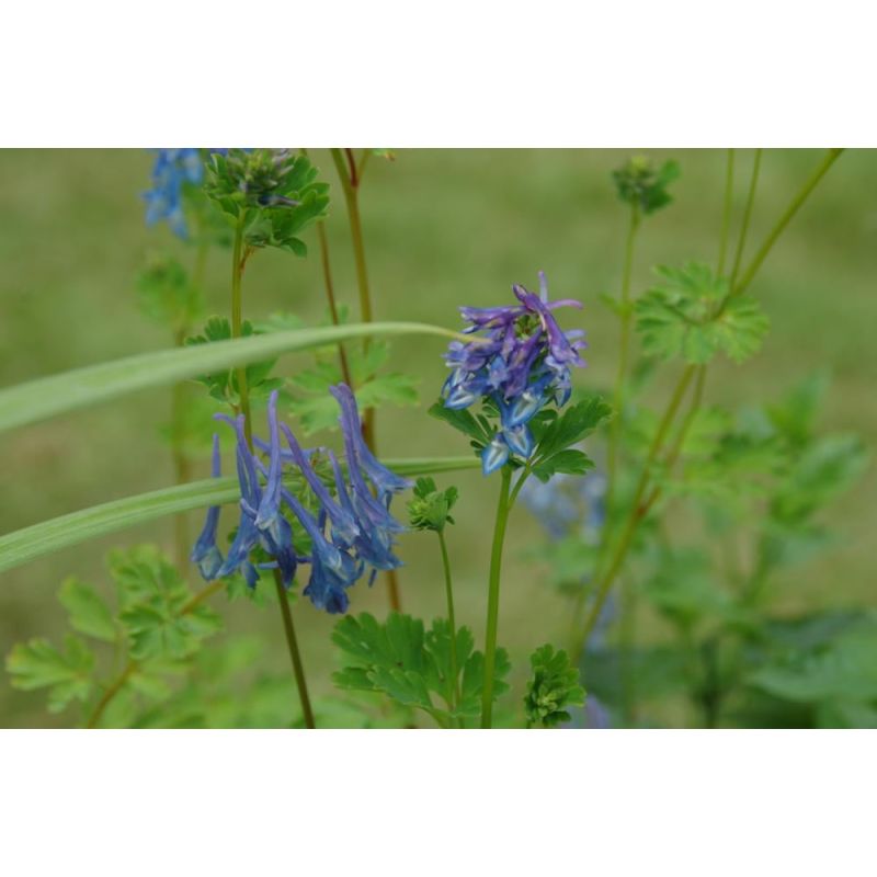 Corydalis elata