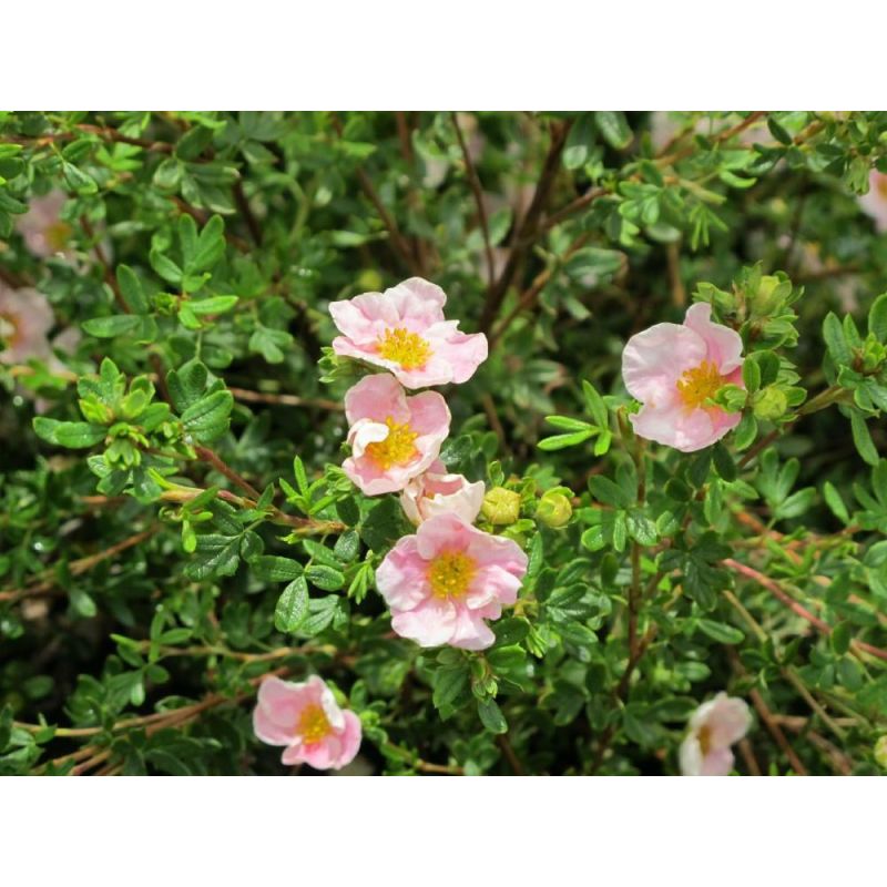 Potentilla Blink