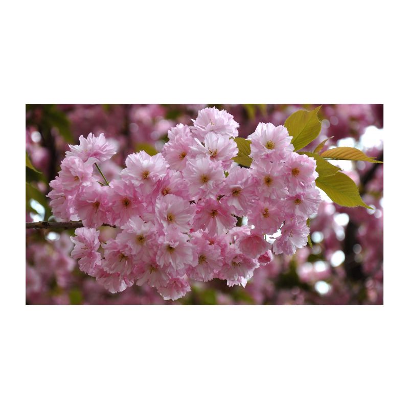 Prunus Serrulata - leiboom