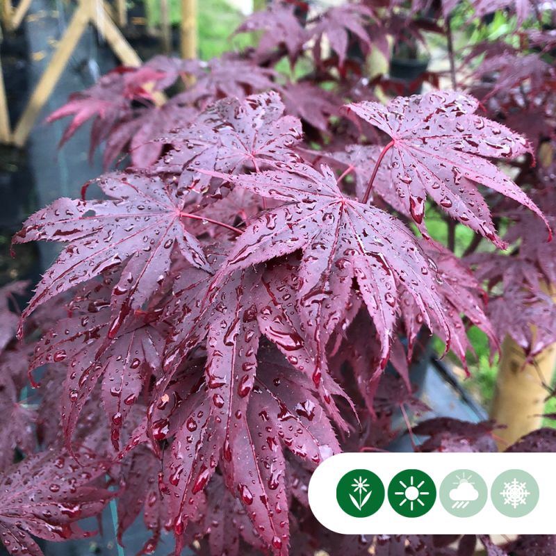 Acer Bloodgood