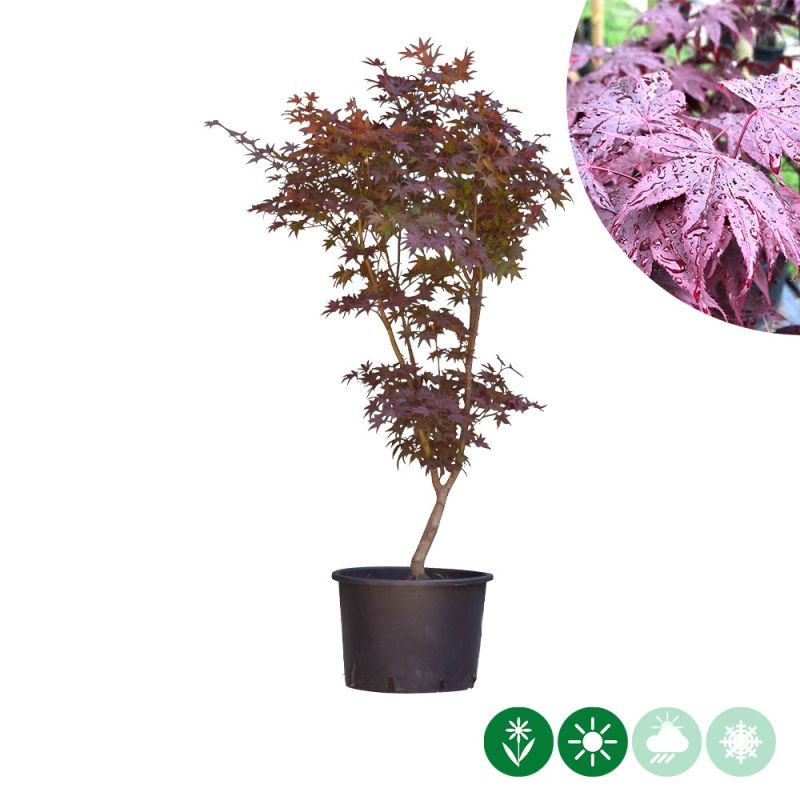 Acer Bloodgood