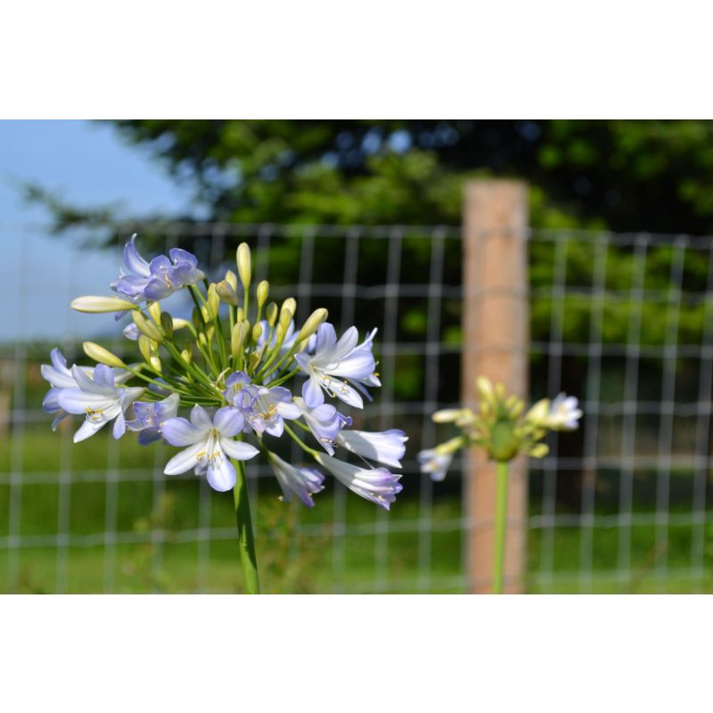 Agapanthus Blue Blush