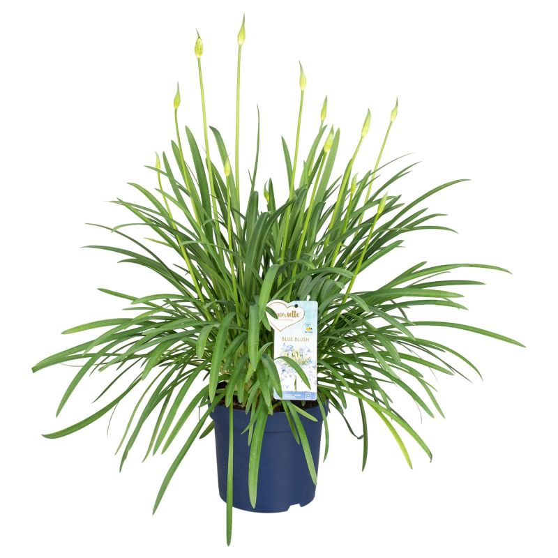 Agapanthus Blue Blush