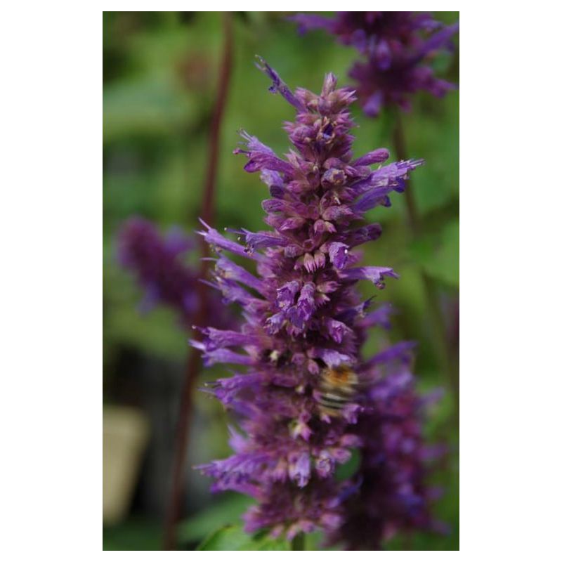 Agastache Blue Boa - biologisch