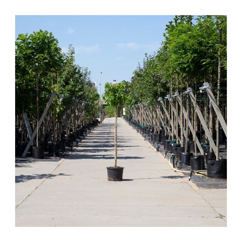 Liquidambar Styraciflua Gum Ball