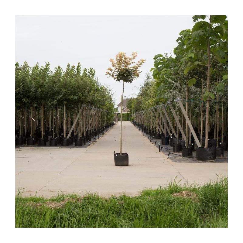 Acer Brilliantissimum - bolboom