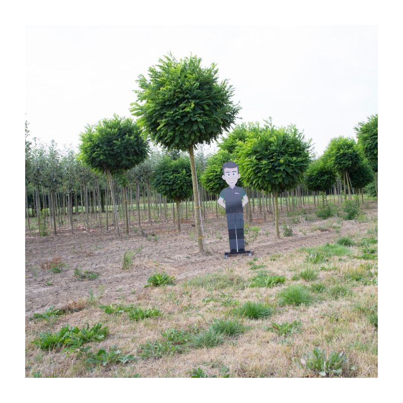 Robinia Umbraculifera - volgroeid
