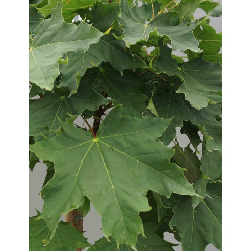 Acer Globosum - bolboom