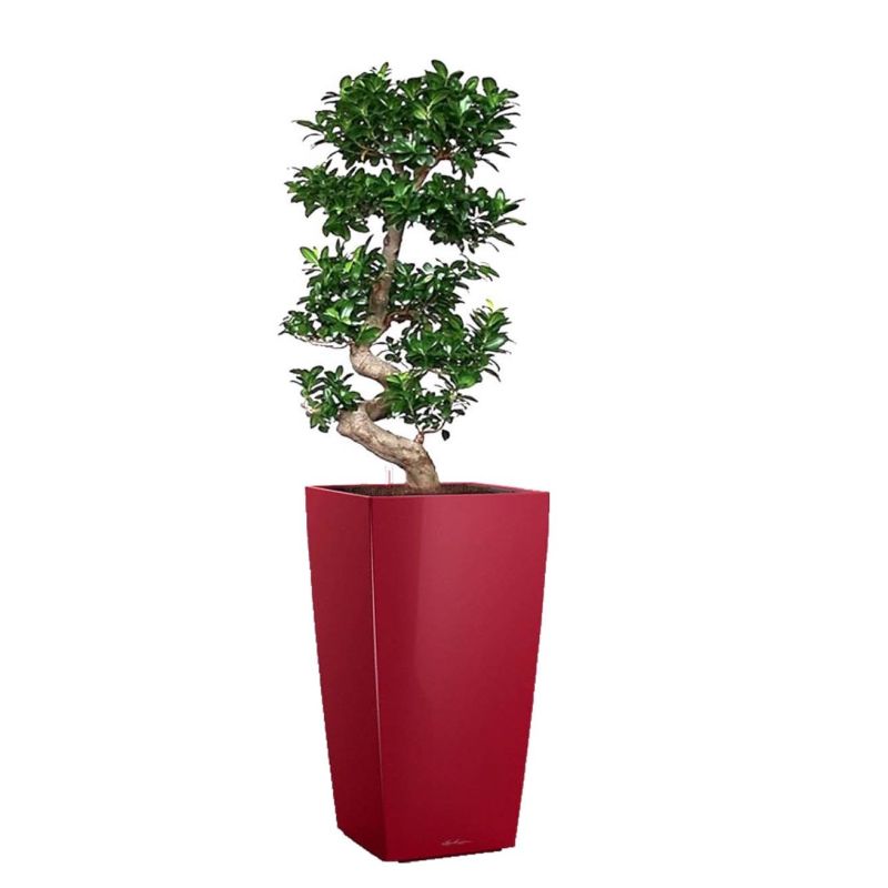 Ficus Bonsai in watergevende Cubico rood