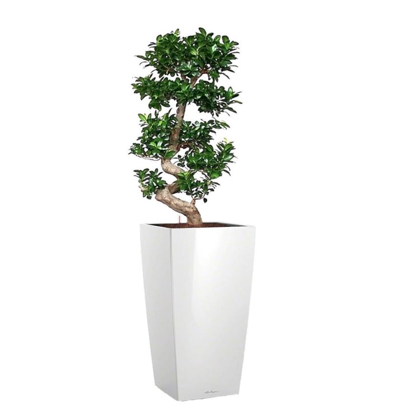 Ficus Bonsai in watergevende Cubico wit