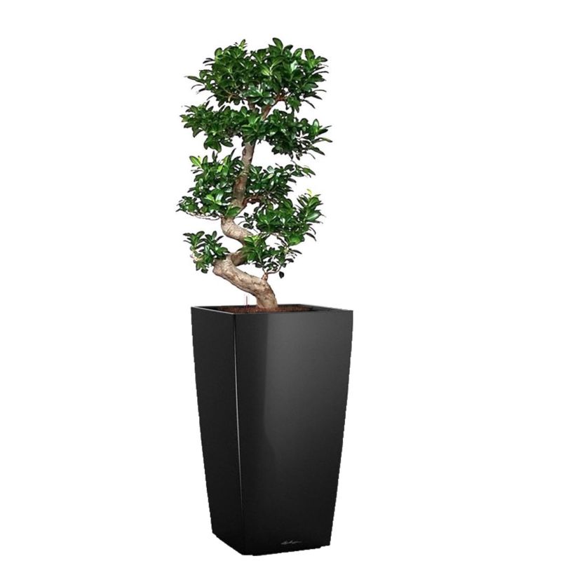 Ficus Bonsai in watergevende Cubico zwart