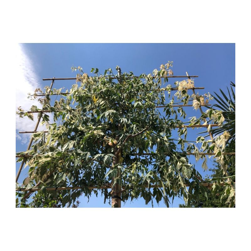 Acer Flamingo - leiboom