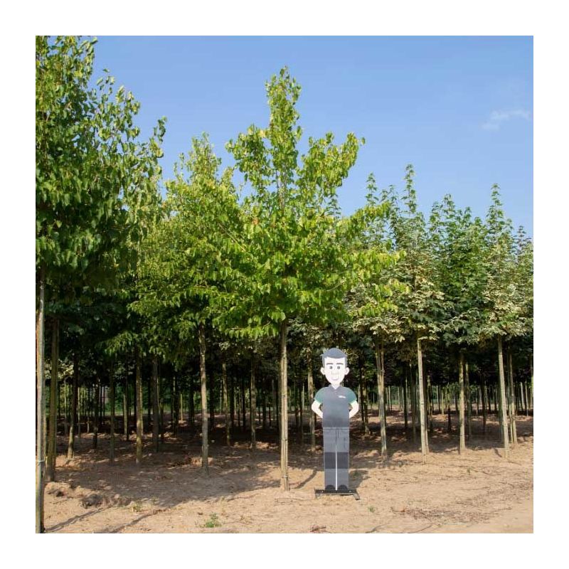 Corylus corlurna