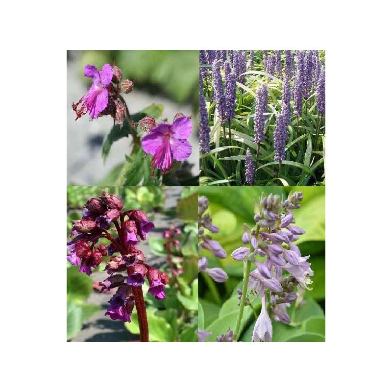 Borderpakket bloemen paars 2 m2