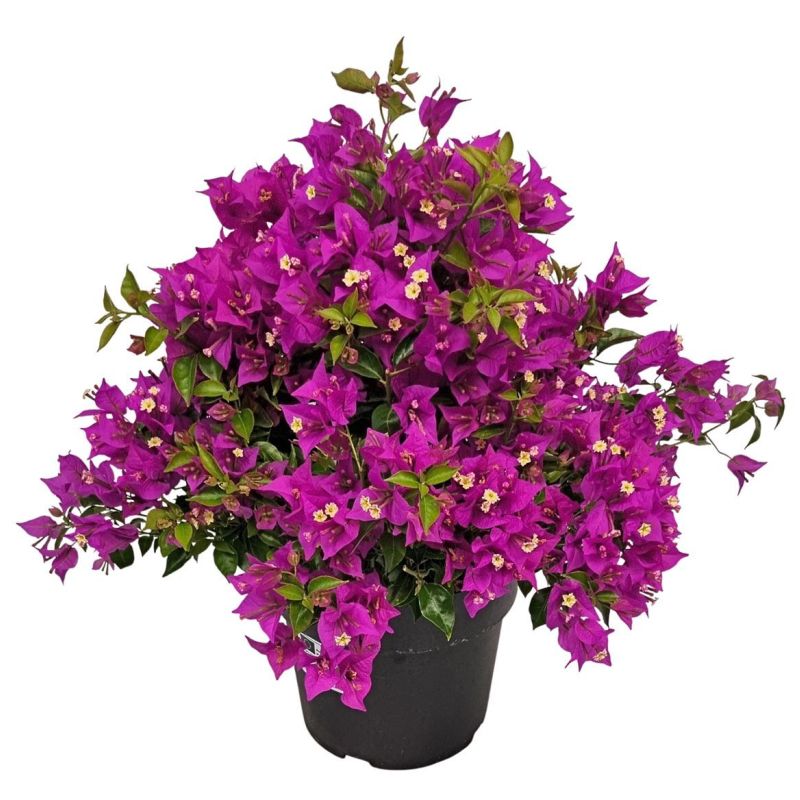 Bougainvillea Alexandra 