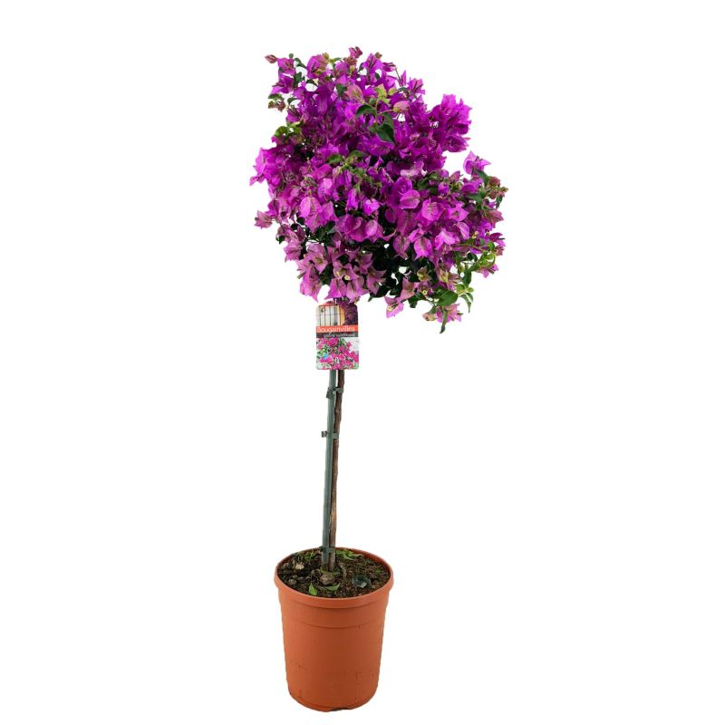 Bougainvillea Alexandra op stam