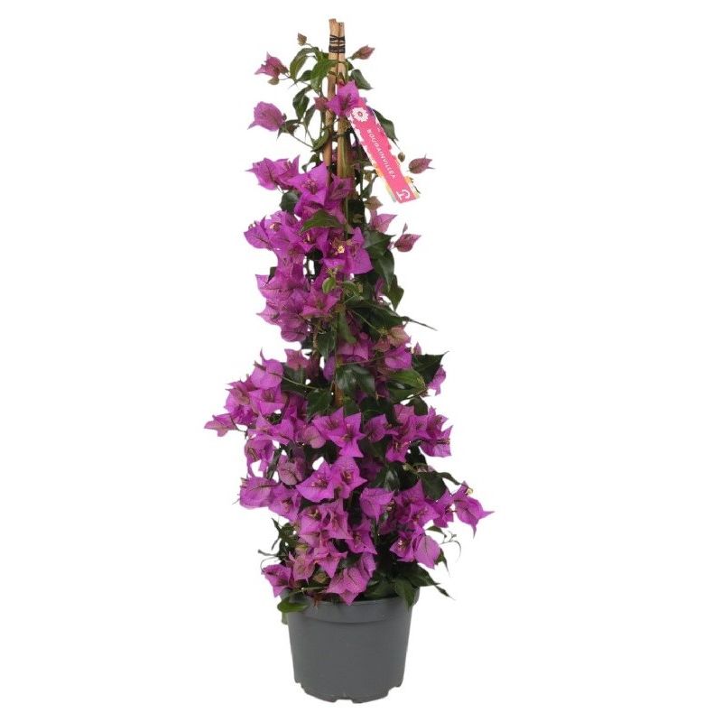 Bougainvillea Alexandra pyramide