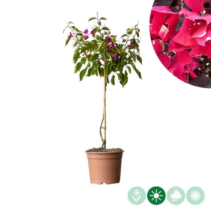 Bougainvillea Alexandra op stam