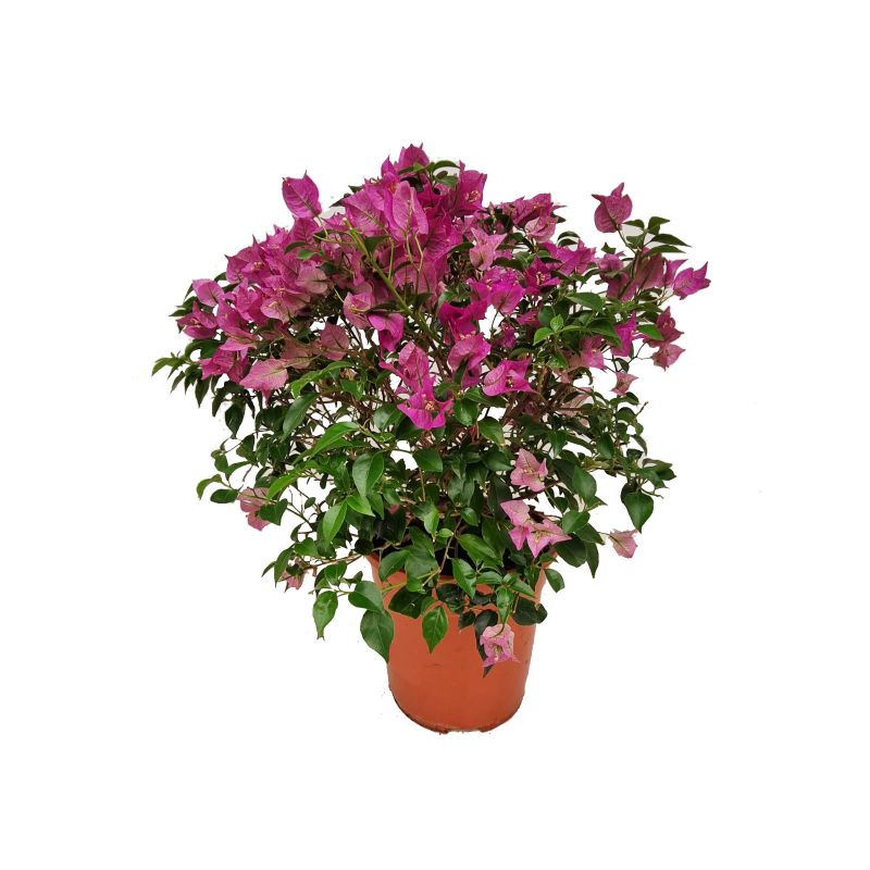 Bougainvillea Alexandra Bush