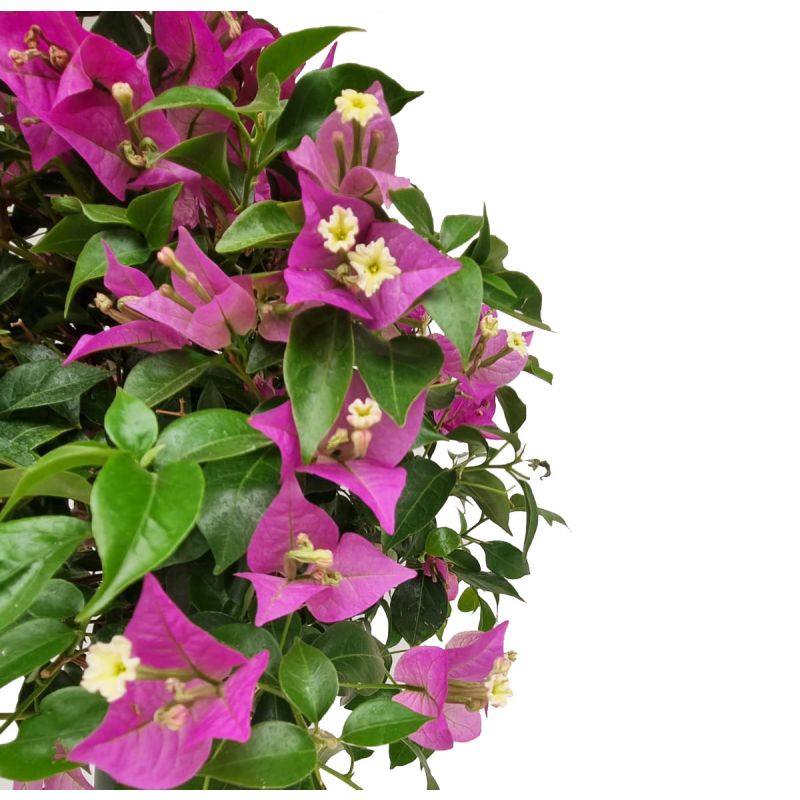 Bougainvillea Alexandra op stam