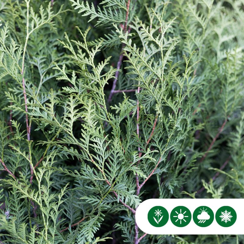 Thuja Brabant - haag