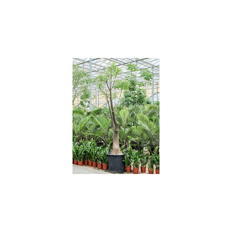 Brachychiton rupestris