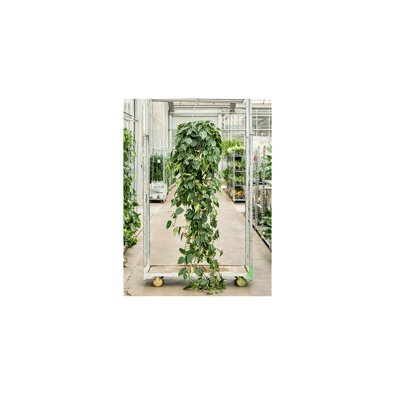 Philodendron Grand Brasil XXL